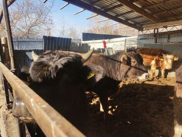 Коровы, быки: Продаю | Бык (самец) | На откорм — 23