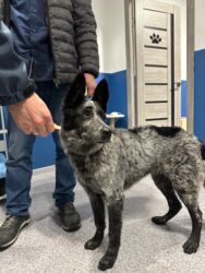 будка для собаки купить: Ит бекер берилет: Жөнөкөй ит, 7 айлык, Эркек