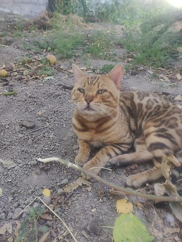 пантера фулл: Есть кот. Нужна кошка . Район Лебединовка — 1