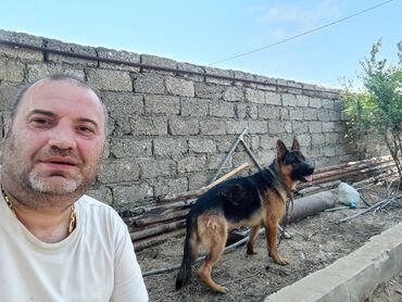 itdər: Alman çoban iti, 8 ay, Erkek, Peyvəndli, Ünvandan götürmə