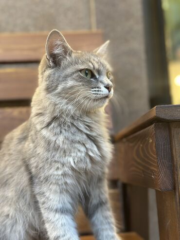 купить кот кот: Кошка даром: Беспородная, 8 месяцев, Девочка