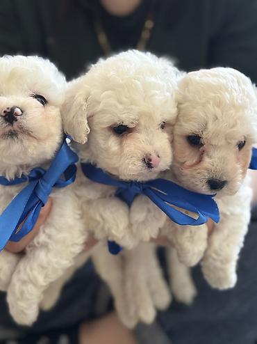 İtlər: Pudel, 2 ay, Erkek, Ödənişli çatdırılma — 15