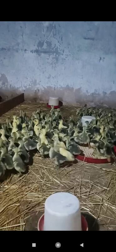 Cücələr: Qaz cücələri, Damazlıq, Ünvandan götürmə, Ödənişli çatdırılma
