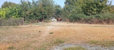 Şarj cihazları: 305 sot, Kənd təsərrüfatı, Kupça (Çıxarış), Bələdiyyə