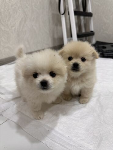 İtlər: Şpitz, 1 ay, Erkek — 3