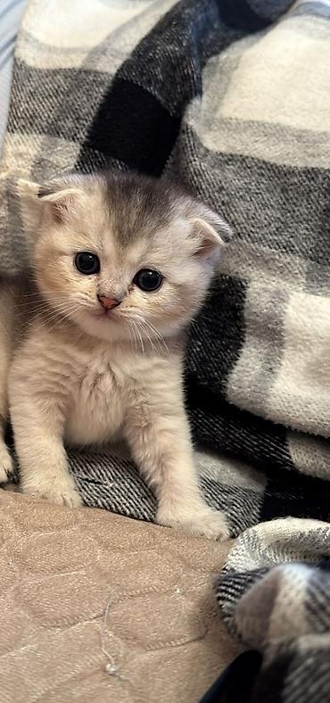 Кошки: Шотландская, Самец, Самка, В добрые руки, Бесплатная доставка, Доставка в районы, Самовывоз — 1