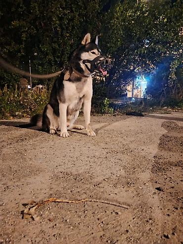 boz kurt sekilleri: Xaski, 2 il, Erkək, Cütləşmə üçün — 3