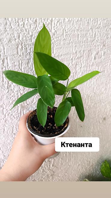 хойи: Продаю свои комнатные растения 🪴🌺! Цены разные 1) Укоренённый черенок — 3