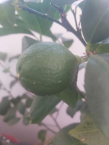 limon sam agaci: Limon ağacı. 40 azn — 2