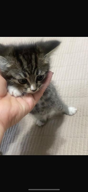 милая кошка: Отдам серого котенка в добрые руки — 1