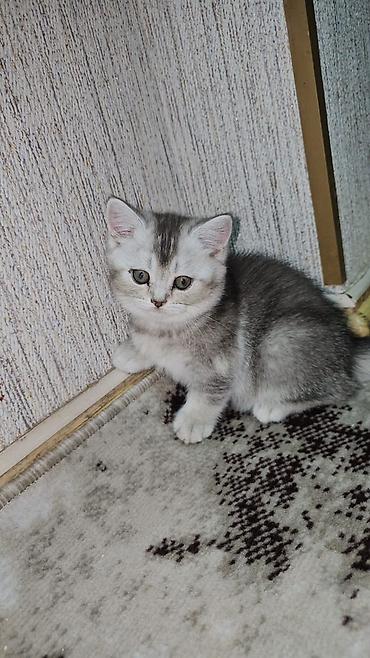 Pişiklər: Şotland, Erkək, Dişi — 8