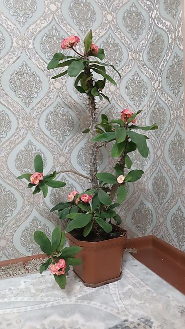 комнатный растения: Юкка/молочай «Корона Иисуса» (Euphorbia milii) в горшке. - — 1