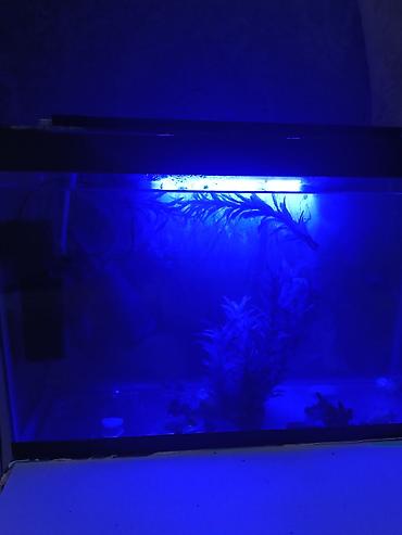 100 l akvarium: Salam. Akvarium satılır. 0.60x0.40x0.25. Balıqlar, şüşə təmizləyən — 10
