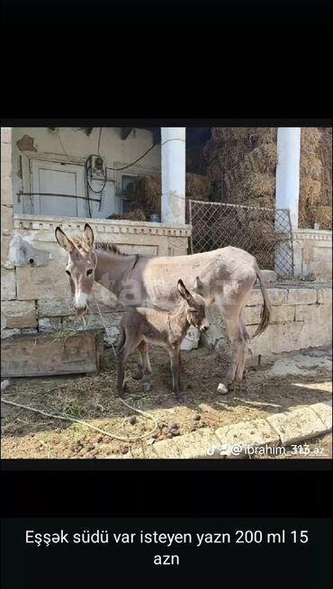 heyvan yemleri: Eşşək südü neye xeyirdi əsas göy öskürəke 200 ml 15 manat