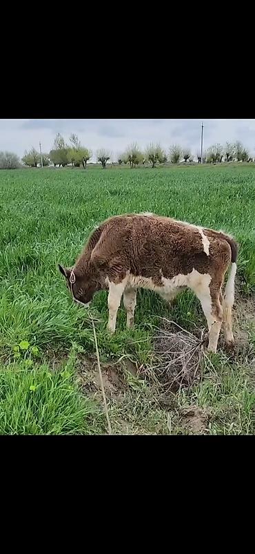 Dana, buzov: Qaramal – erkək buzov - Növ: yerli ətlik tipli buzov - Rəng — 5