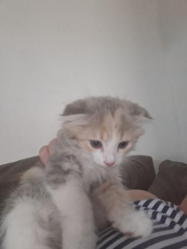 Мышыктар сатылат: Котята, домашние, ласковые и игривые. Описание: - Возраст: примерно — 1