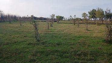 xacmazda satılan həyət evləri: 10 sot, Kənd təsərrüfatı, Kupça (Çıxarış) — 2