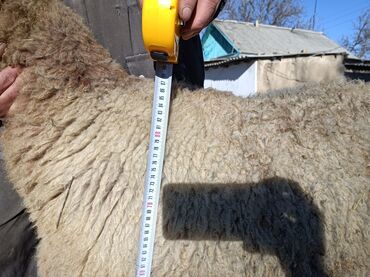 Бараны, овцы: Продаю | Овца (самка) | Арашан — 10