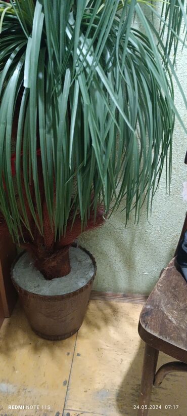 qapi bezekleri toy üçün instagram: Palma ağacı ev üçün dekerativ 11 budaqlı ideal vəziyyətdə