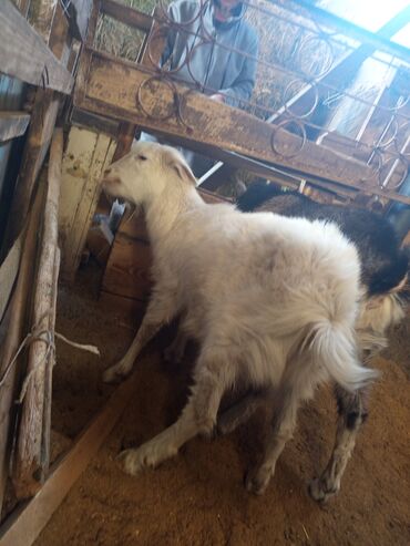 Козы, козлы: Козы — 12