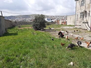 Uzunmüddətli kirayə evlər: 100 kv. m, 3 otaqlı, Kommunal xətlər qoşulmayıb — 3