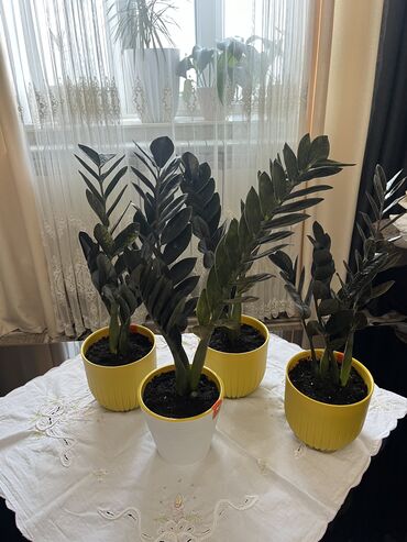 замиакулькас зензи: Продаю долларовое дерево