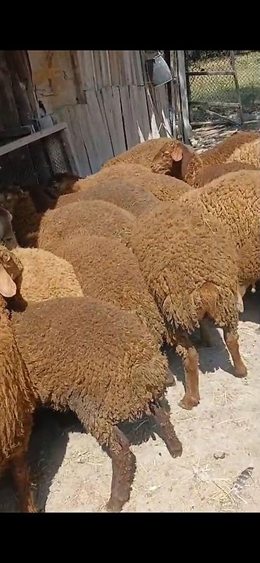 Qoyunlar, qoçlar: Erkək,Dişi Quzular Satılır📍Diri Çəkisi 10manatdan stitqasız,diri — 11