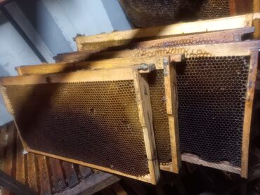 улики пчелы: Рамка суш продаётся для пчел, рута цена 50 сом. г. Бишкек