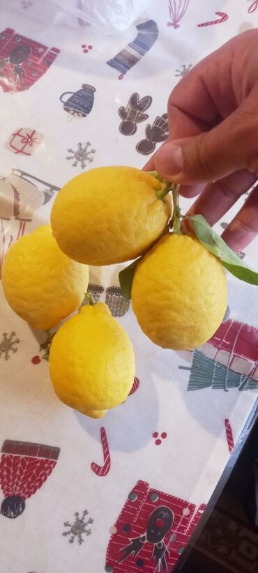 limon ağacı: ORDUBAD Limonu 1 dənəsi 10 Azn?