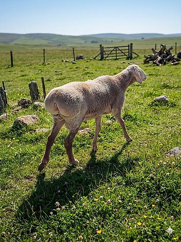 Баран, овца: Продаю | Баран (самец) | Арашан — 9