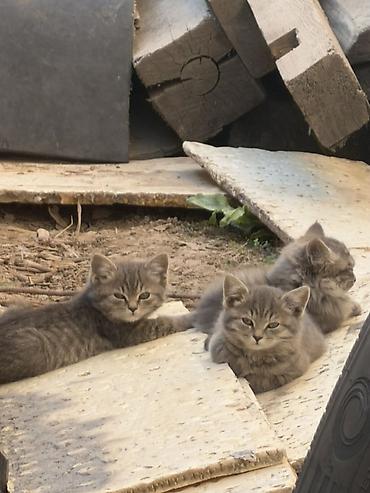 Үй жаныбарлары: Котята серые полосатые, пушистые. полудлинной шерстью и — 3