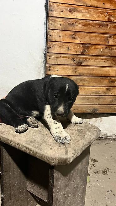 Продажа собак: Алабай, 1 месяц, Самец — 5