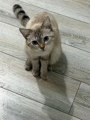 сиамская кошка даром: Кошка даром: Сиамская, 1 год, Девочка, Метис, Приучена к лотку — 1