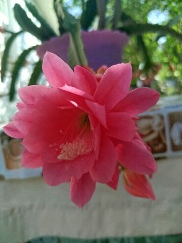 Садовые цветы и кустарники: Саженцы цветка — 21