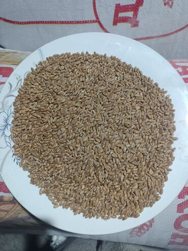 саженцы грецкого ореха: Семена и саженцы Пшеницы, Самовывоз