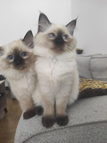Mačke: Ragdoll mačići – blue point rođeni 02.04. - Prelepi ragdoll mačići sa — 3