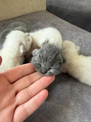 Pişiklər: Şotland yastı qulaq — 6