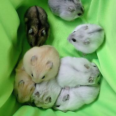 крысы: ХОМЯЧОК+КЛЕТКА с поилкой, кормушкой, беговое колесо+КОРМ+ОПИЛКИ. Весь — 5