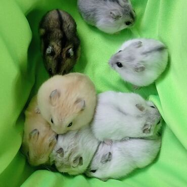 белые крысы: Продаются джунгарские и сирийские и ангорские хомячки, бамбуковые