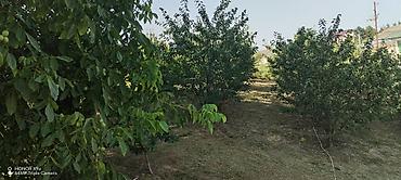 Torpaq sahələrinin satışı: 10 sot, Kənd təsərrüfatı, Mülkiyyətçi, Kupça (Çıxarış) — 12