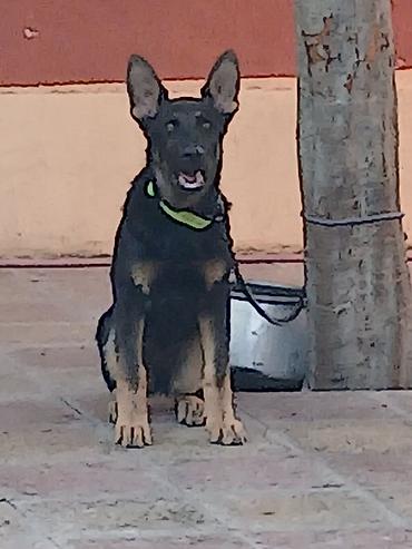 Alman çoban iti, Peyvəndli lalafo.az -da Alman çoban iti, Peyvəndli