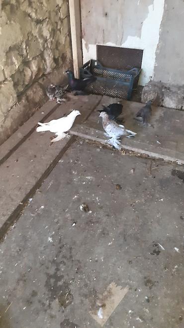 göyərcin: 6 eded iri lelekli kekilli quslar satilir hamisi bir nesildi — 7