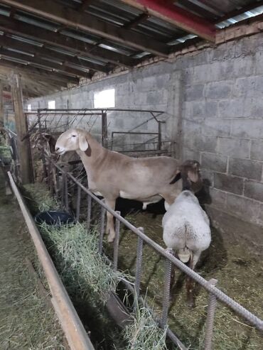 Бараны, овцы: Продаю | Баран (самец) | Арашан | Для разведения | Осеменитель