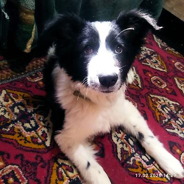 Отдам даром собаку: Собака даром: 5 месяцев, Самец, С прививкой — 6