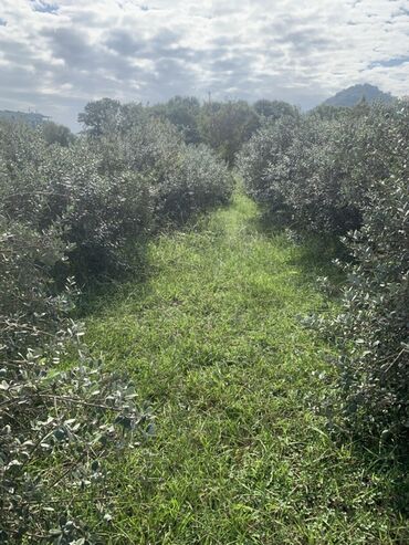 Torpaq sahələrinin satışı: 70 sot, Kənd təsərrüfatı, Bələdiyyə, Texniki pasport — 10