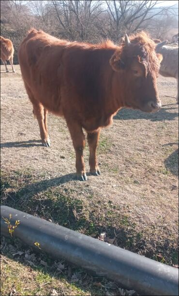 Dana, buzov: Dana, buzov, Dişi, ay: 12, Damazlıq, Ünvandan götürmə — 3