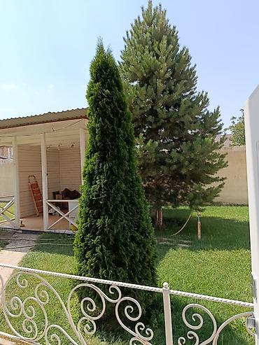 Долгосрочная аренда домов: 200 м², 6 комнат, Забор, огорожен — 6