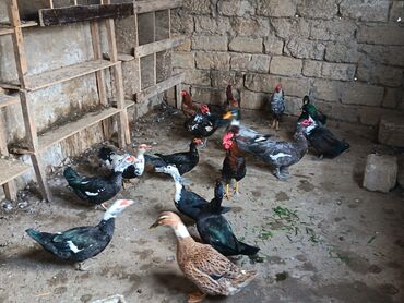 Ördəklər: Satılır: ördək və toyuq/quzuqoyun qarışıq həyət quşları - Növlər — 6