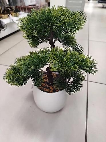 Vases and pots: Bonsai vestacko drvo u saksiji novo akcija | cene nisu fiksne — 2