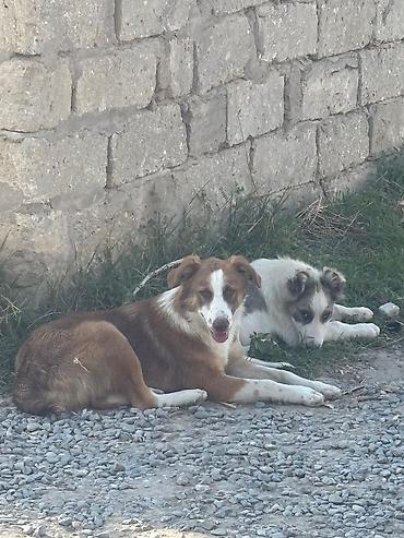 doyuş iti: Məhsul: Gənc itlər (2 baş) Bag evi olanlar ucun, dishi tula, aktiv — 8